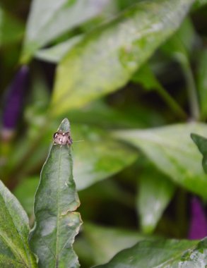 hata yaprak üzerinde kişi karşısında