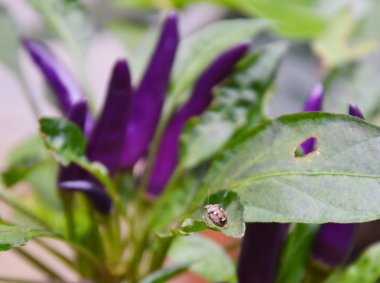 hata yaprak üzerinde kişi karşısında