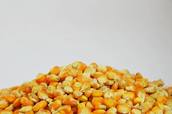 Семена кукурузы на белом фоне — стоковое фото