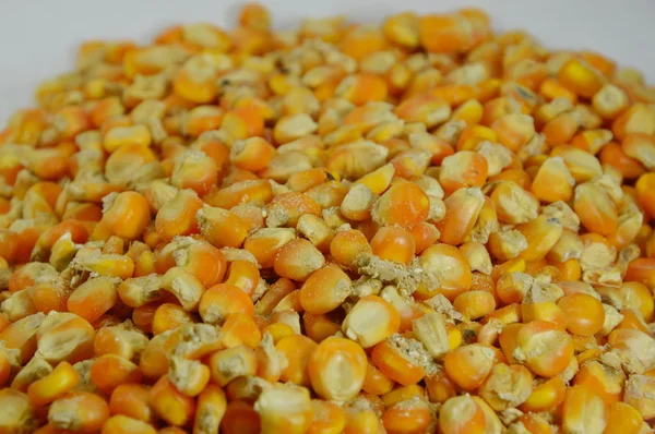 Повреждение зерна от кормления долгоносиками — стоковое фото