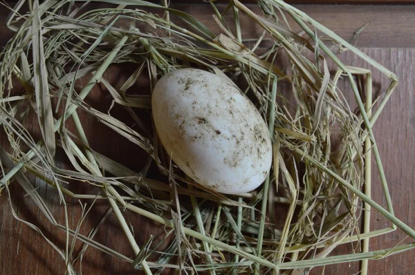 Weißes Ei auf dem trockenen Stroh — Stockfoto