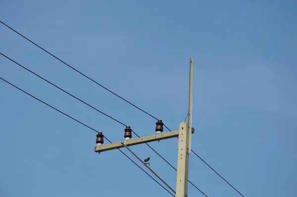 Rotkehlchen auf Strommast — Stockfoto