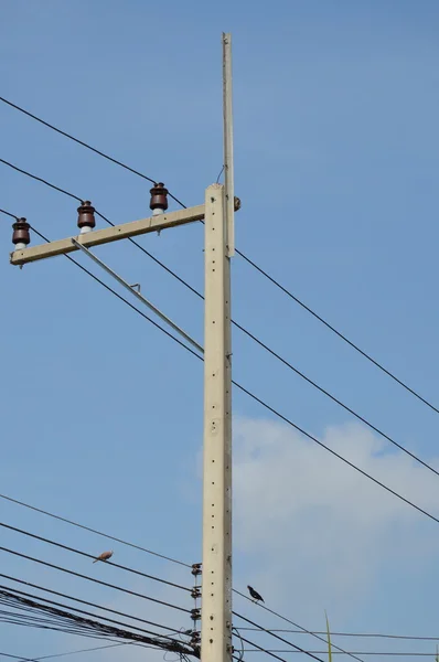 Ptaki, wiszące na potrzeby przesyłu energii elektrycznej — Zdjęcie stockowe