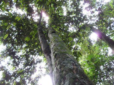 Ormanda büyük bir ağaç