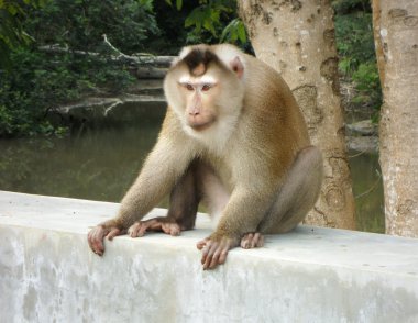 maymun çimento duvar