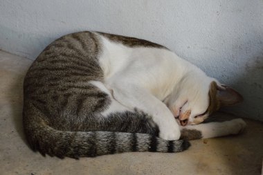 kedi uyku çimento zemin üzerinde