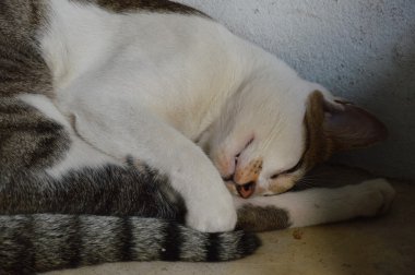 kedi uyku çimento zemin üzerinde