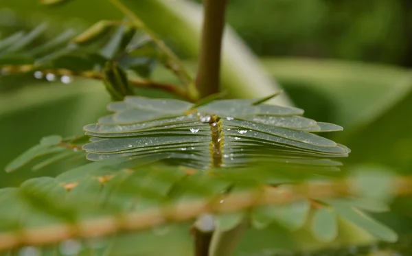 Goutte d'eau sous la feuille — Photo