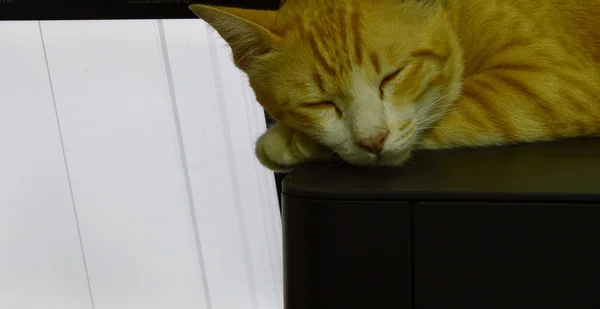 Gato dormir en impresora y monitor fondo —  Fotos de Stock