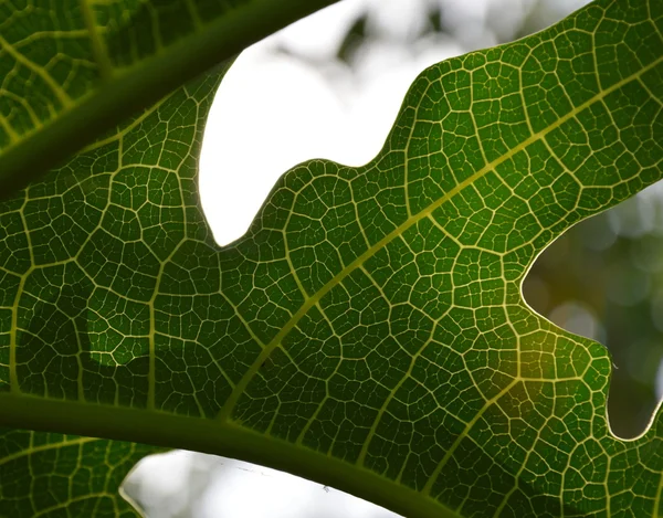 Papaya blad i trädgården — Stockfoto