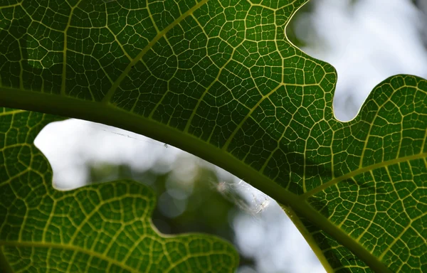 Papaya blad kurva och textur i parken — Stockfoto