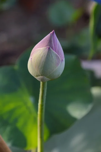 Flor de lirio de loto en el jardín — Foto de Stock