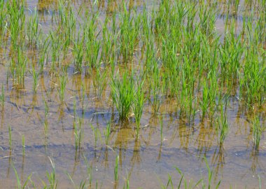 alanında genç paddy