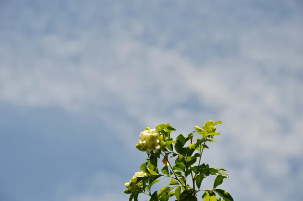 Помаранчевий Джессамін і фон неба — стокове фото
