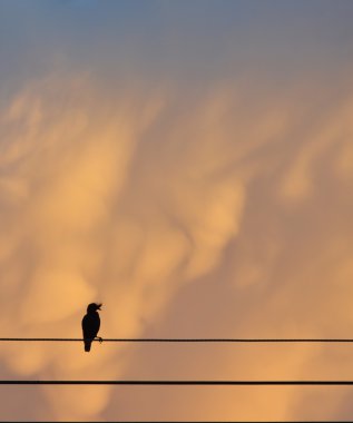 günbatımı elektrik teline kuş siluet