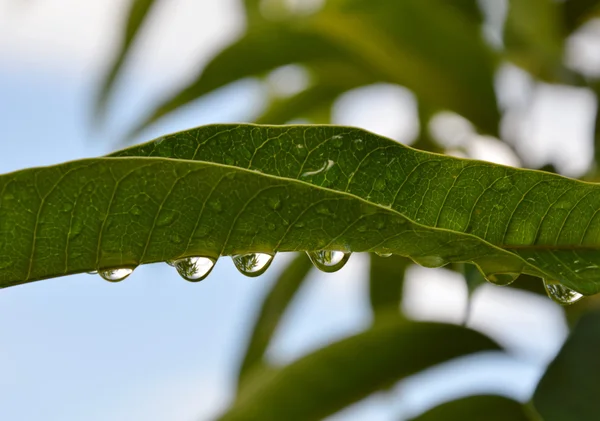 マンゴーの葉の下の水滴します。 — ストック写真