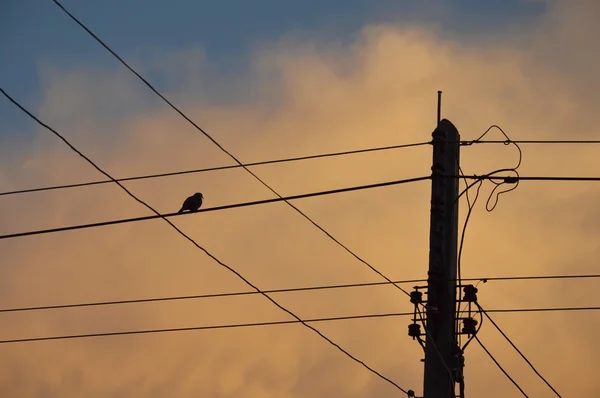 Pássaro silhueta no fio elétrico no pôr do sol — Fotografia de Stock