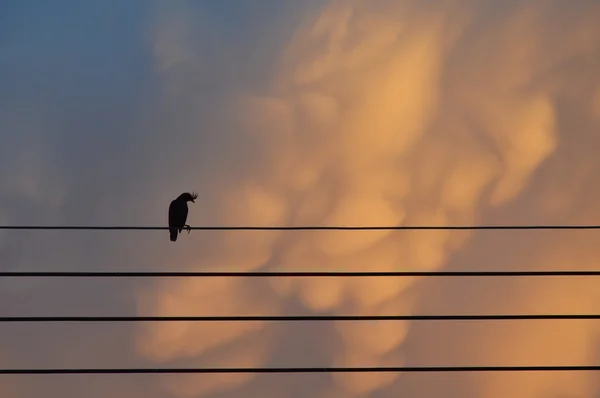 Uccello silhouette su filo elettrico al tramonto — Foto Stock