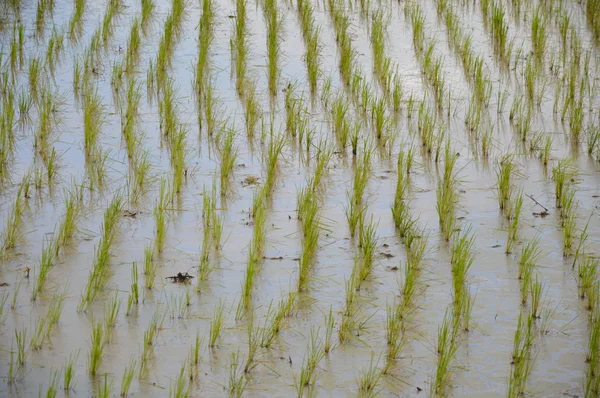 Risaia in azienda — Foto Stock