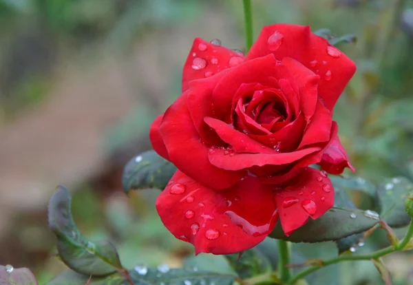 Red rose in the garden on the morning — Stock Photo, Image