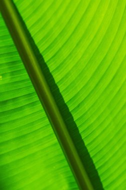 Park bahçe yeşil yaprak doku