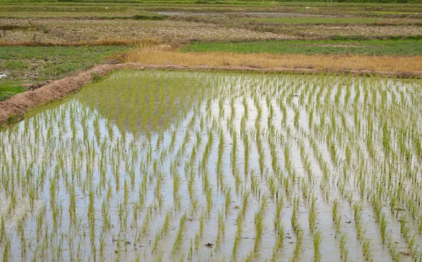 Reflexion des Berges auf dem Reisfeld — Stockfoto