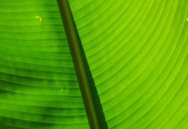 yaprak doku bahçede