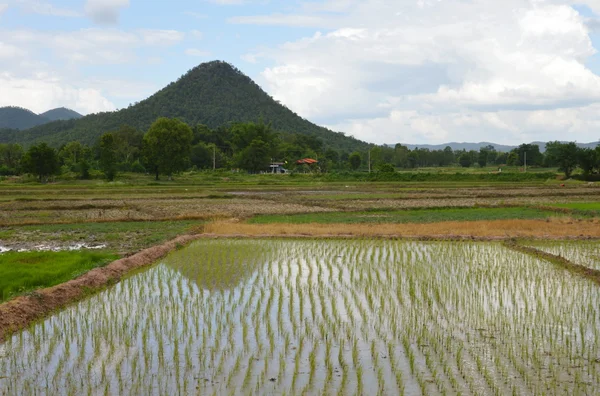 Reis und Berg in Thailand — Stockfoto