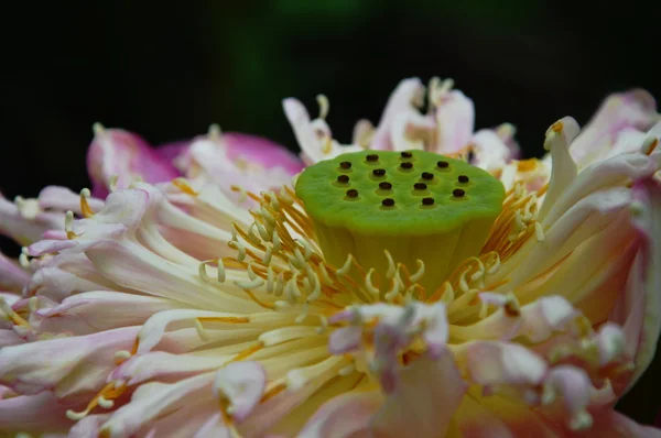 Fiore di loto rosa in giardino — Foto Stock