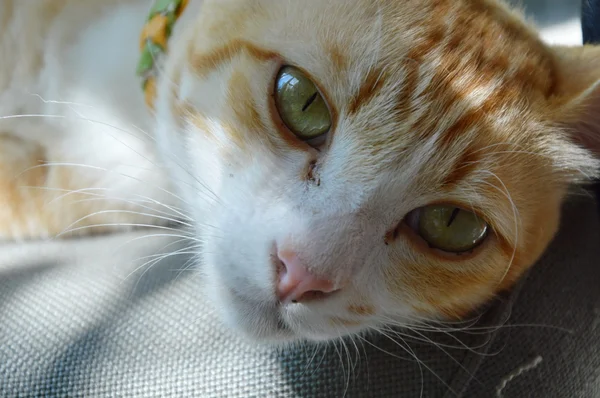 Jengibre gato en la silla — Foto de Stock