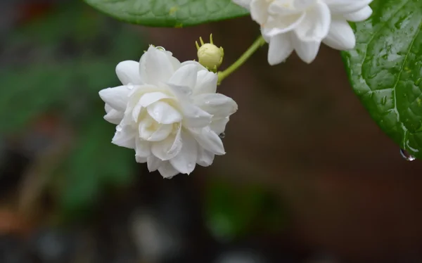 Jasmijn in de tuin — Stockfoto