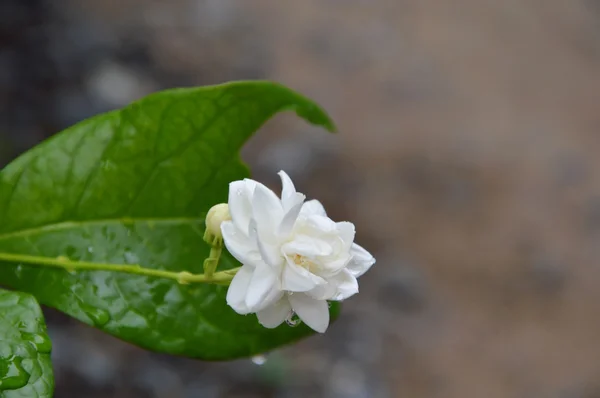 Jasmin dans le parc — Photo