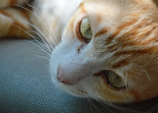 Orange Katze auf dem Stuhl — Stockfoto