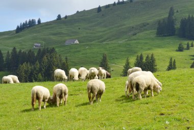 Appenzell İsviçre tepede çim besleme koyun