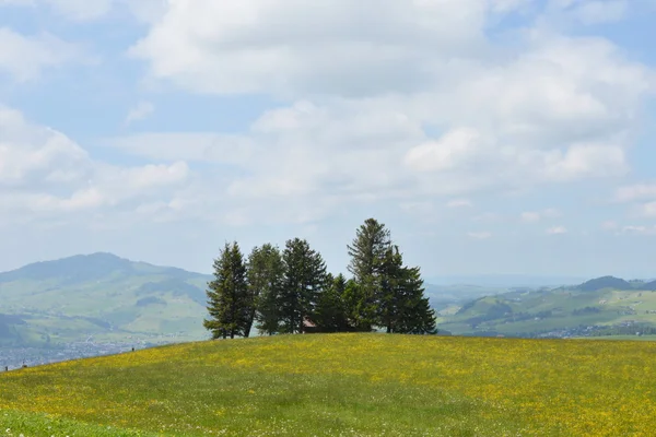 Linea di alberi sul campo erboso di Appenzell Svizzera — Foto Stock