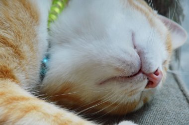 zencefil kedi uyku sandalyenin üzerinde