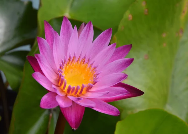 Purple lotus v zahradě — Stock fotografie