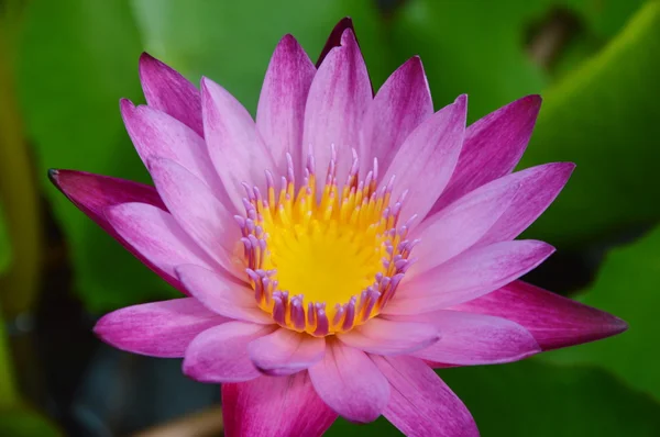 Purple lotus v bazénu — Stock fotografie