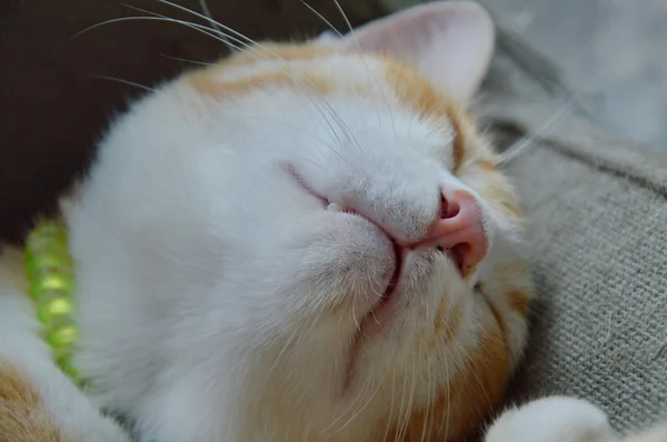 Cat sleep on the chair — Stock Photo, Image