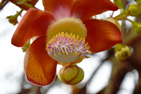 Árvore de canhão no jardim — Fotografia de Stock