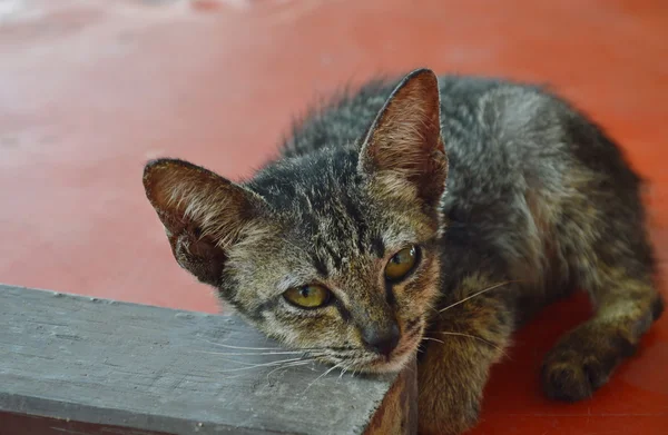 Yavru kedi küçük ahşap tahta üzerinde yatıyordu — Stok fotoğraf