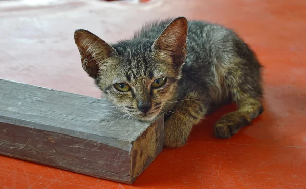 Kitten lag op kleine houten plank — Stockfoto