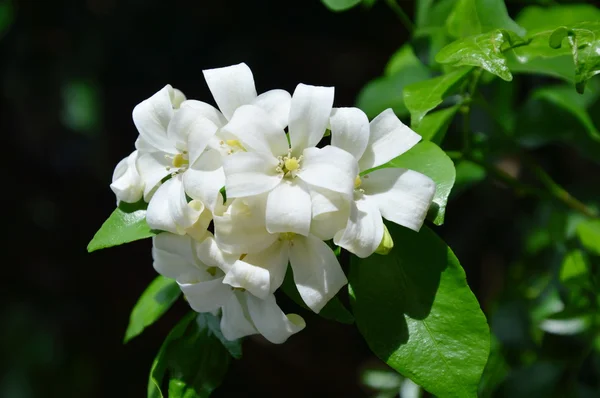 Jessamine orange dans le jardin — Photo