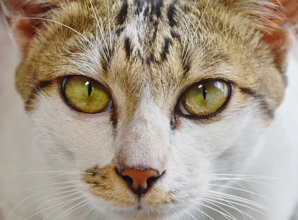 Nahaufnahme von Katzenauge im Haus — Stockfoto