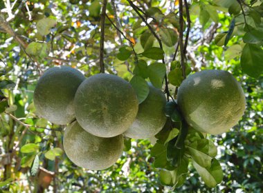 pomelo gruptaki dalı