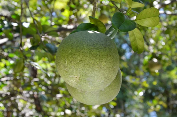 Pomelo en la rama de la explotación — Foto de Stock