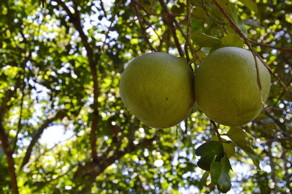 Pomelo en la rama de la granja — Foto de Stock