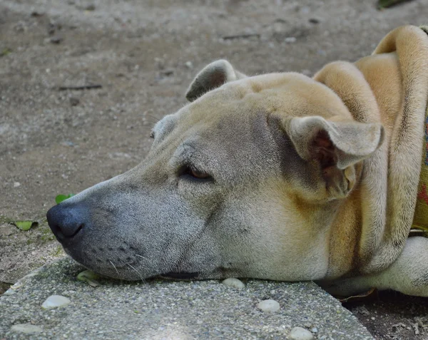 Dog rest by put chin on stone — Stock Photo, Image