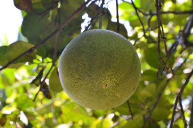 pomelo gruptaki dalı