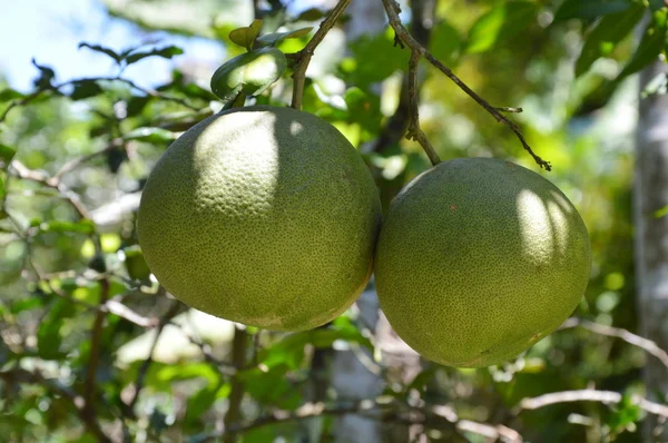 Pomelo en la rama de la granja — Foto de Stock